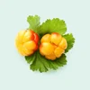 کلودبری Cloudberry